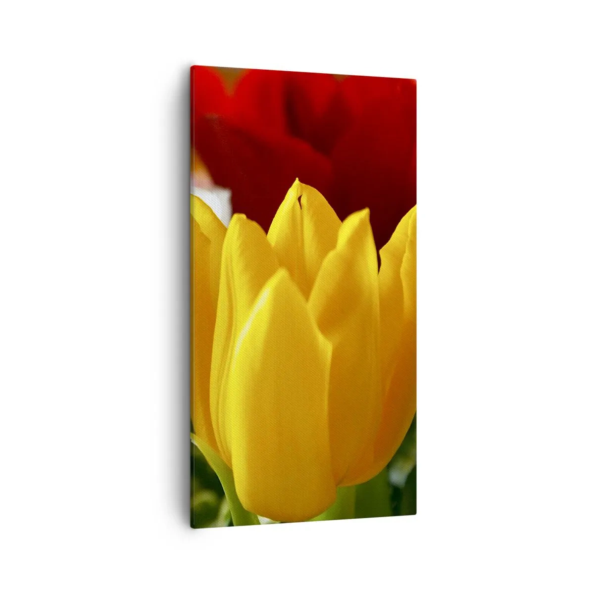 Bild auf Leinwand - Leinwandbild - Tulpenfieber - 55x100 cm