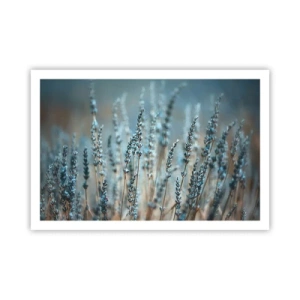 Poster - Duftendes Kornfeld - 91x61 cm