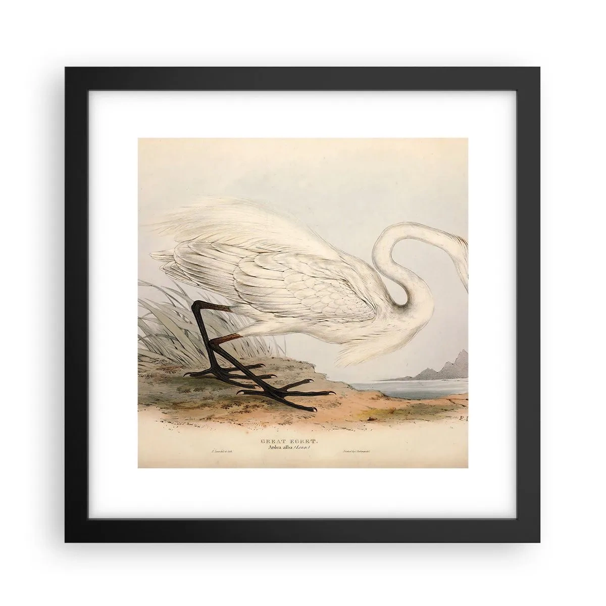 Poster in einem schwarzem Rahmen - Dame auf den Binsen - 30x30 cm