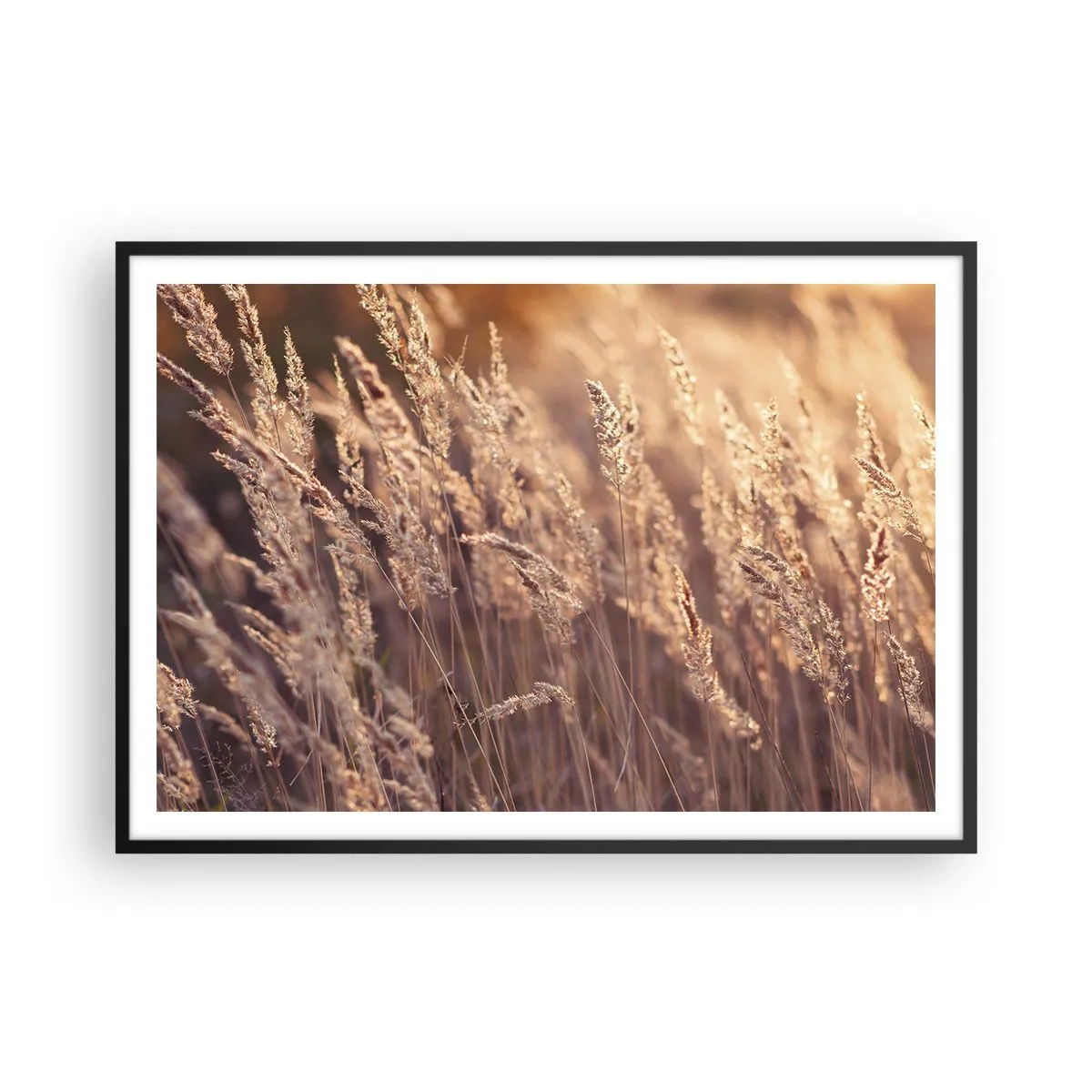 Poster in einem schwarzem Rahmen - Goldene Gräser vor dem Hintergrund der untergehenden Sonne - 100x70cm - Bereit, den Herbst willkommen zu heißen - Moderne Wanddekoration für Wohnzimmer und Schlafzimmer ARTTOR