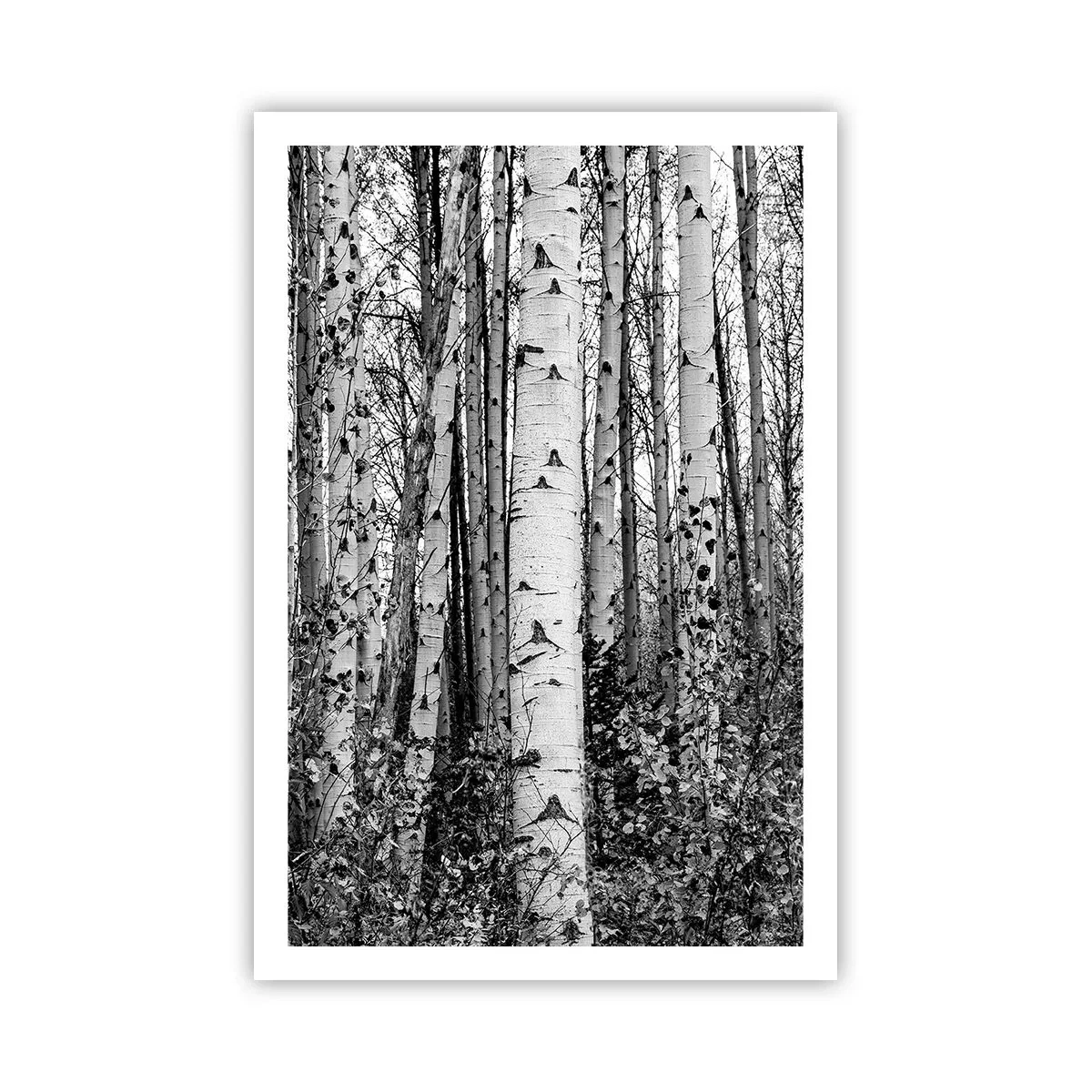 Poster - Birkenkolonnade - 61x91 cm