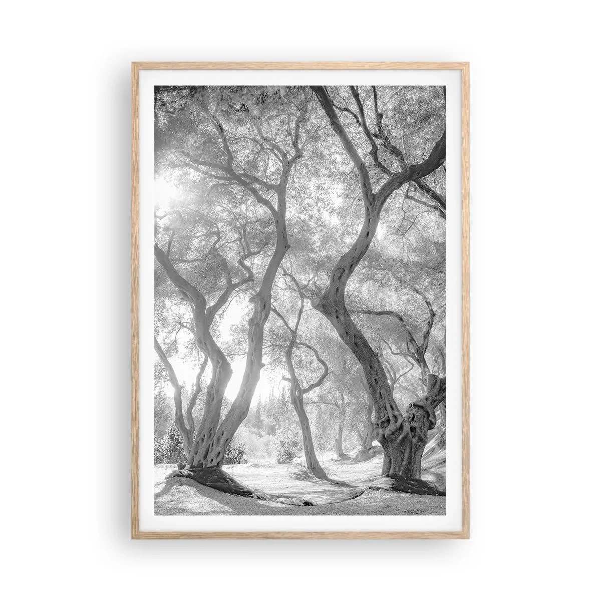 Poster in einem Rahmen aus heller Eiche - Im Olivenhain - 70x100 cm