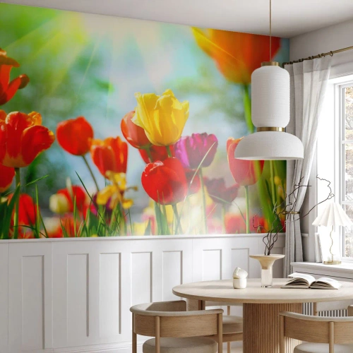 Fototapete Premium Canvas - Alle Farben der Sonne - Tulpen, Blumen, Wiese - 350x256 cm