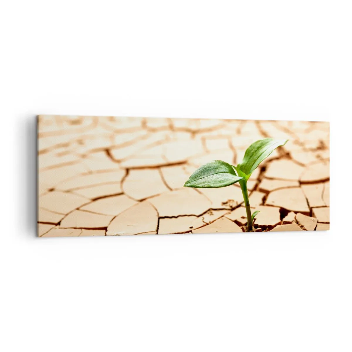 Bild auf Leinwand - Leinwandbild - Eine grüne Pflanze wächst aus trockener, rissiger Erde - 140x50cm - Die unbezähmbare Kraft des Lebens - Moderne Wanddekoration für Wohnzimmer und Schlafzimmer ARTTOR