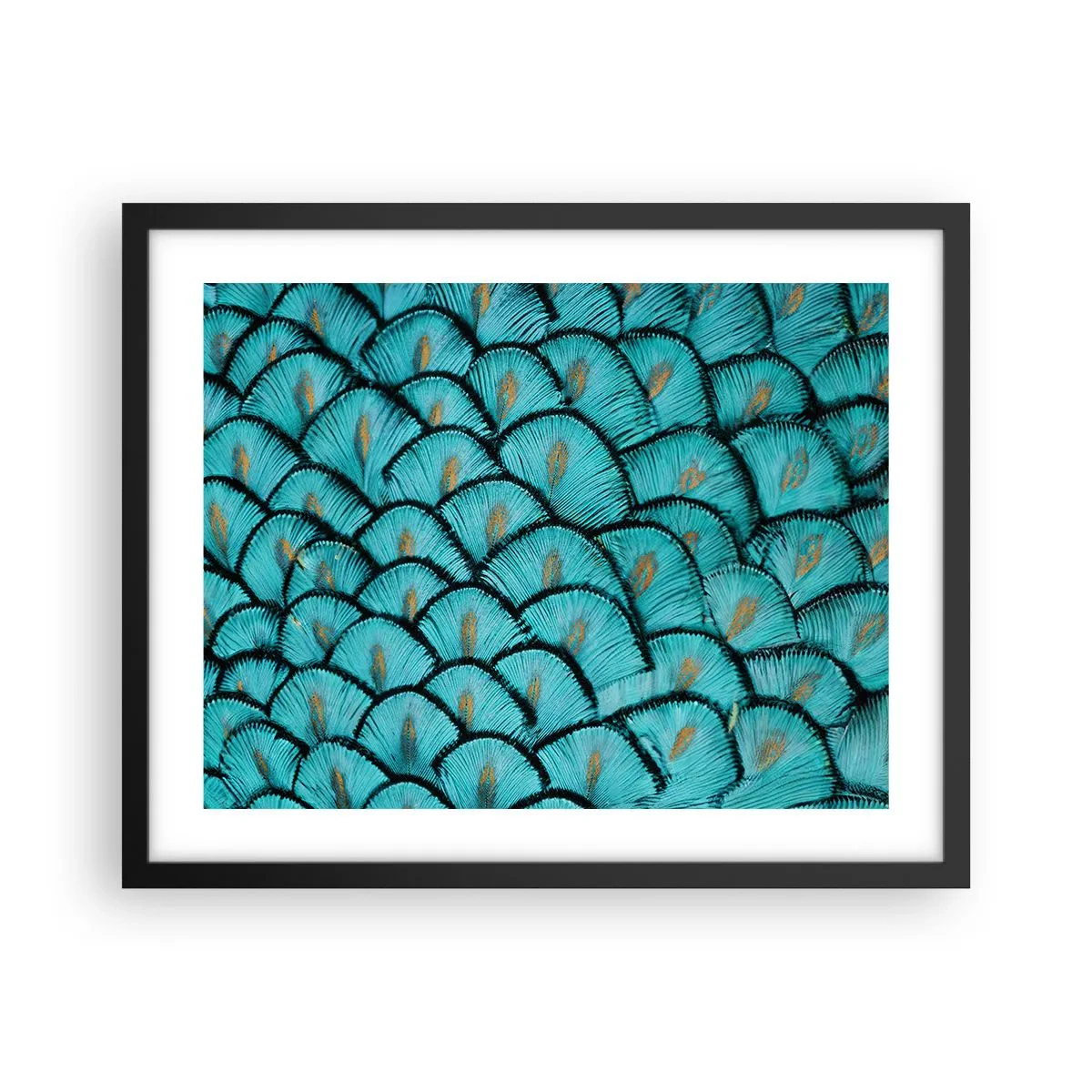 Poster in einem schwarzem Rahmen - Große Federgala - 50x40 cm