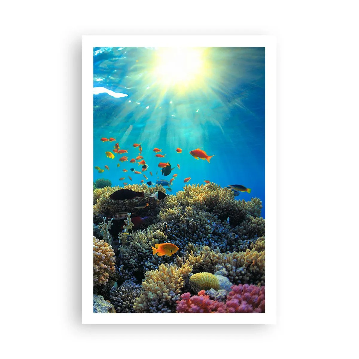 Poster - Unterwasserschätze - 61x91 cm