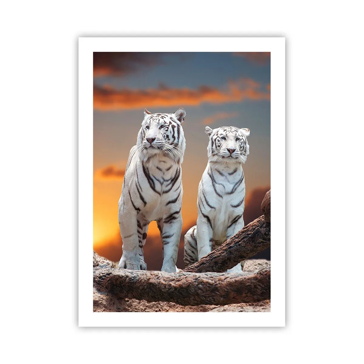 Poster - Weiße Tiger vor der untergehenden Sonne - 50x70cm - Genau wie Narnia - Moderne Wanddekoration für Wohnzimmer und Schlafzimmer ARTTOR