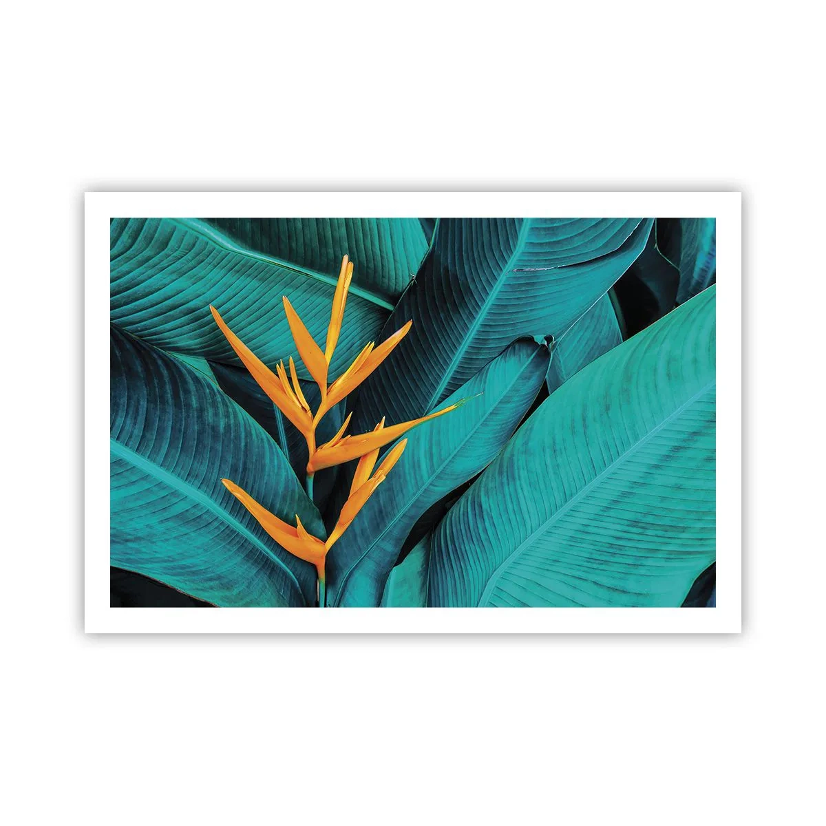 Poster - Eden-Blume - 91x61 cm