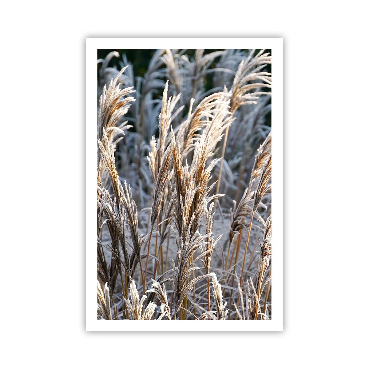 Poster - Gekleidet mit Frost - 61x91 cm