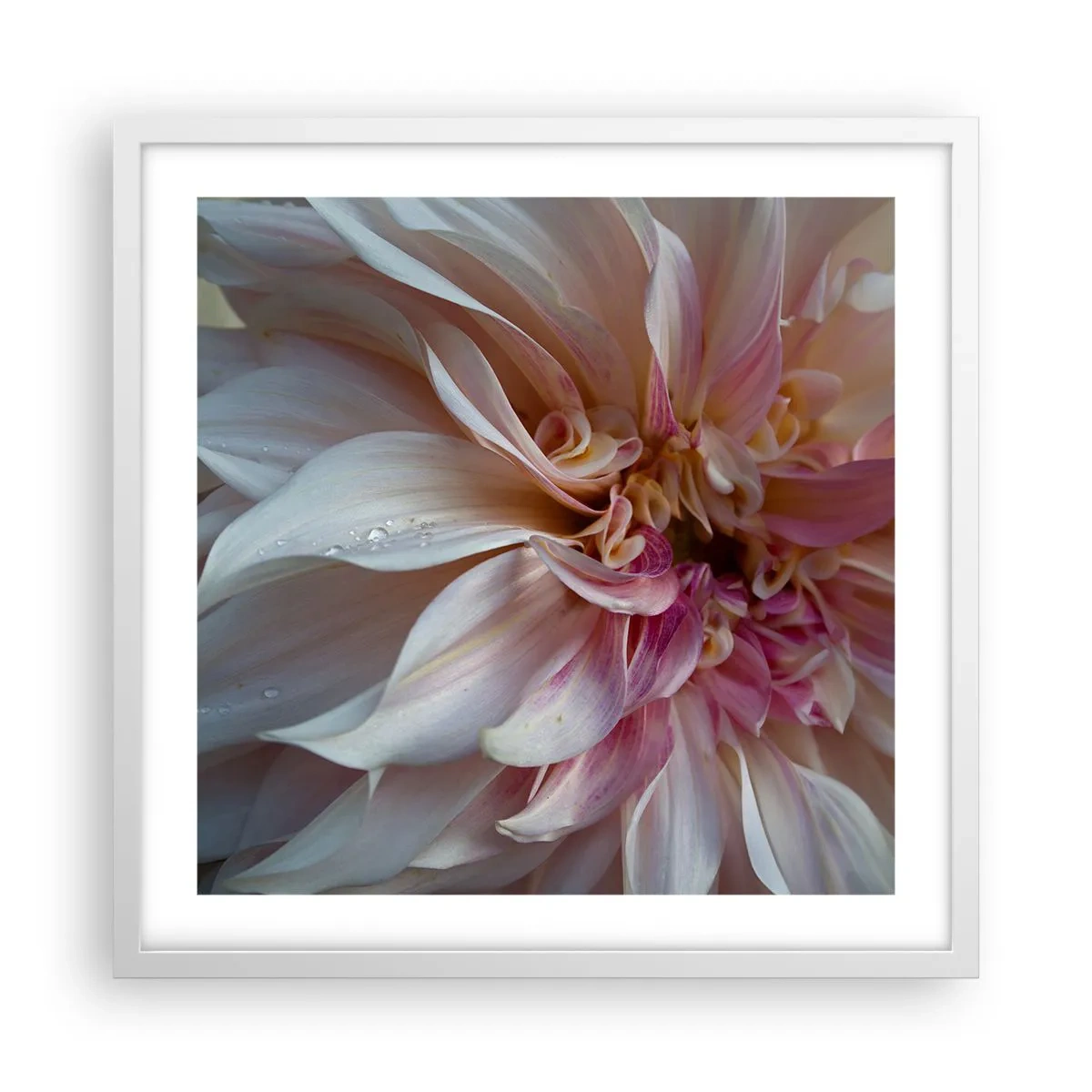Poster in einem weißen Rahmen - Blühende Frische - 50x50 cm