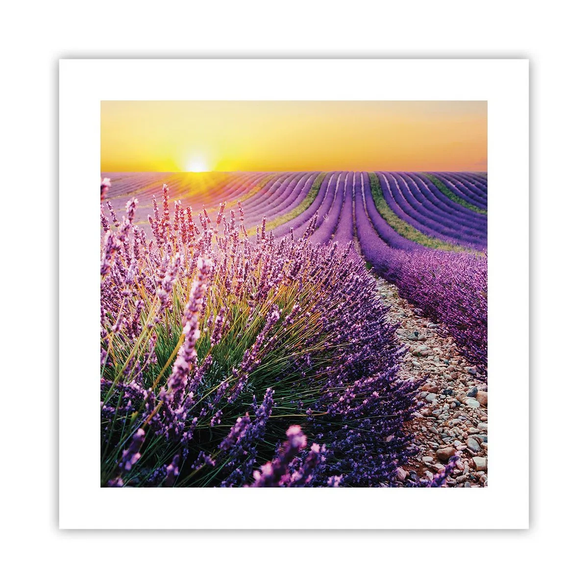 Poster - Duftende Kornfelder - 40x40 cm