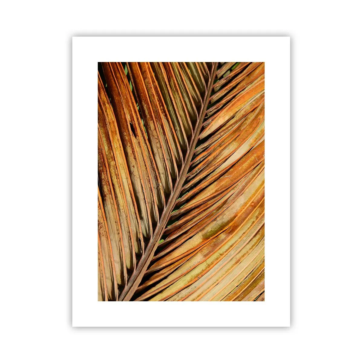 Poster - Kokosnuss-Gold - 30x40 cm