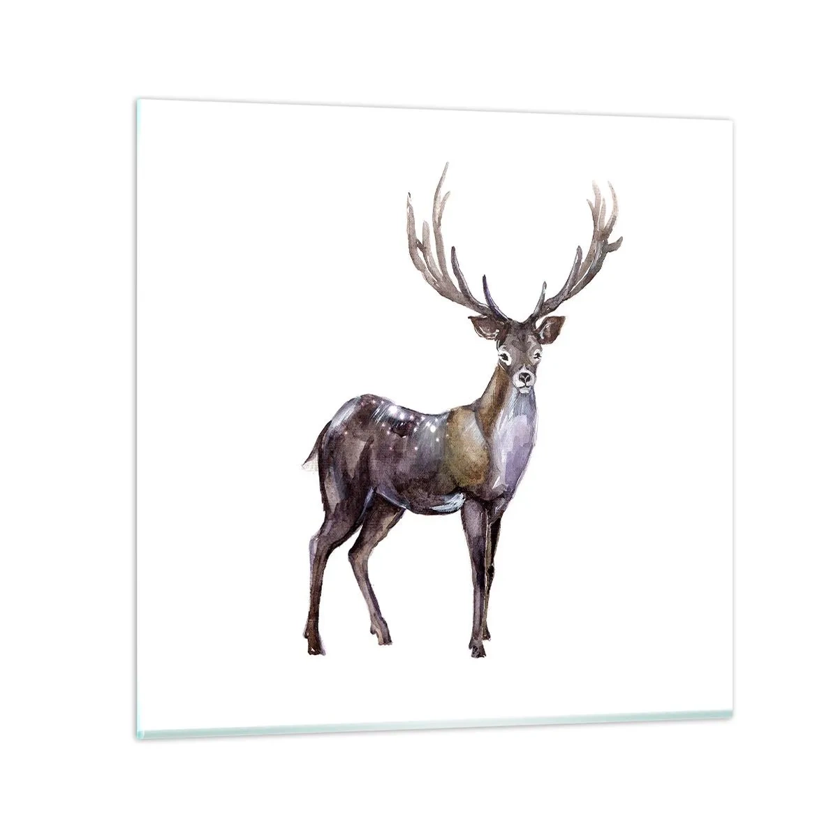 Glasbild - Bild auf glas - König des nördlichen Waldes - 60x60 cm