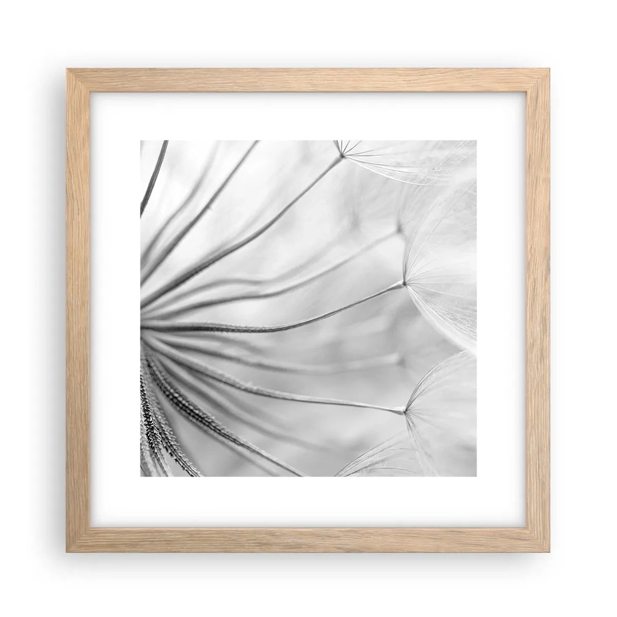 Poster in einem Rahmen aus heller Eiche - Löwenzahn, Drachen - 30x30 cm