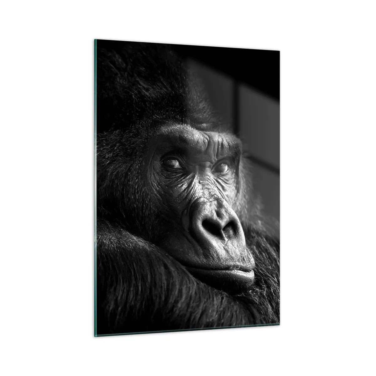 Glasbild - Bild auf glas - Schwarz-Weiß-Porträt eines Gorillas im Schatten eines Fensters - 50x70cm - Und was guckst du so? - Moderne Wanddekoration für Wohnzimmer und Schlafzimmer ARTTOR