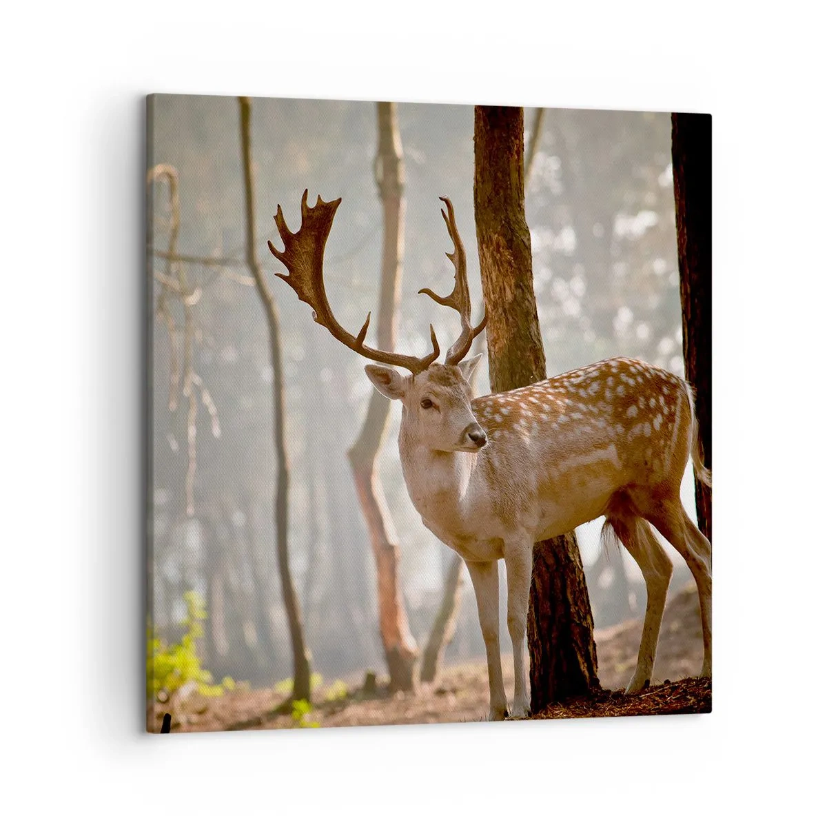 Bild auf Leinwand - Leinwandbild - Das Licht der Jugend - 50x50 cm