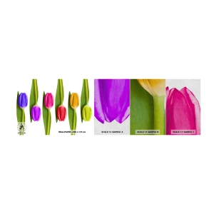 Fototapeten Muster Premium Sand - Regenbogenkomposition - Blumen, Tulpen, Natur - 100x30 cm