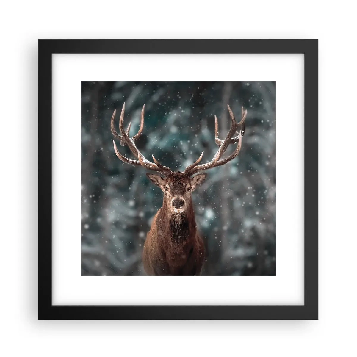 Poster in einem schwarzem Rahmen - Gekrönter König des Waldes - 30x30 cm