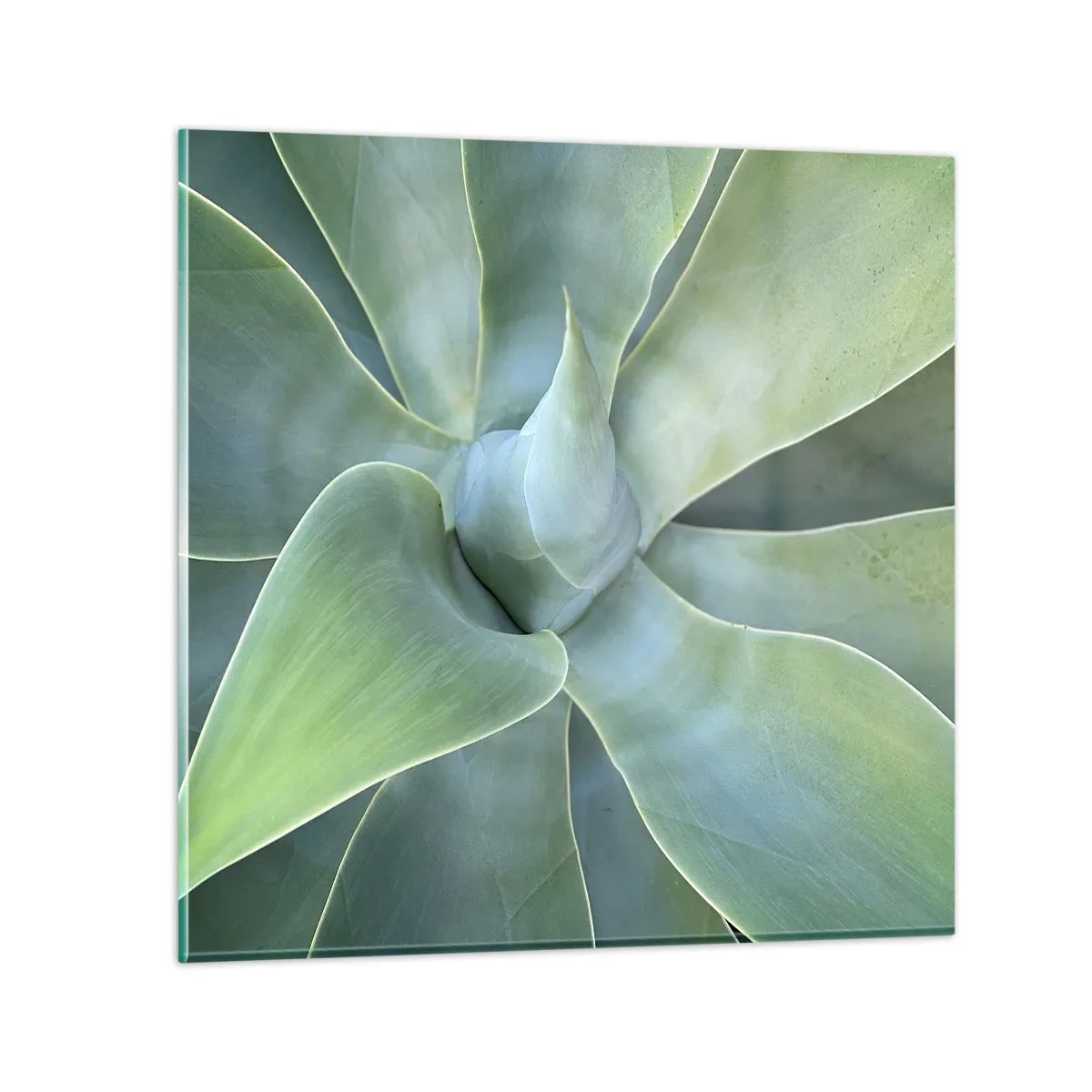 Glasbild - Bild auf glas - Geburt des Grüns - 40x40 cm