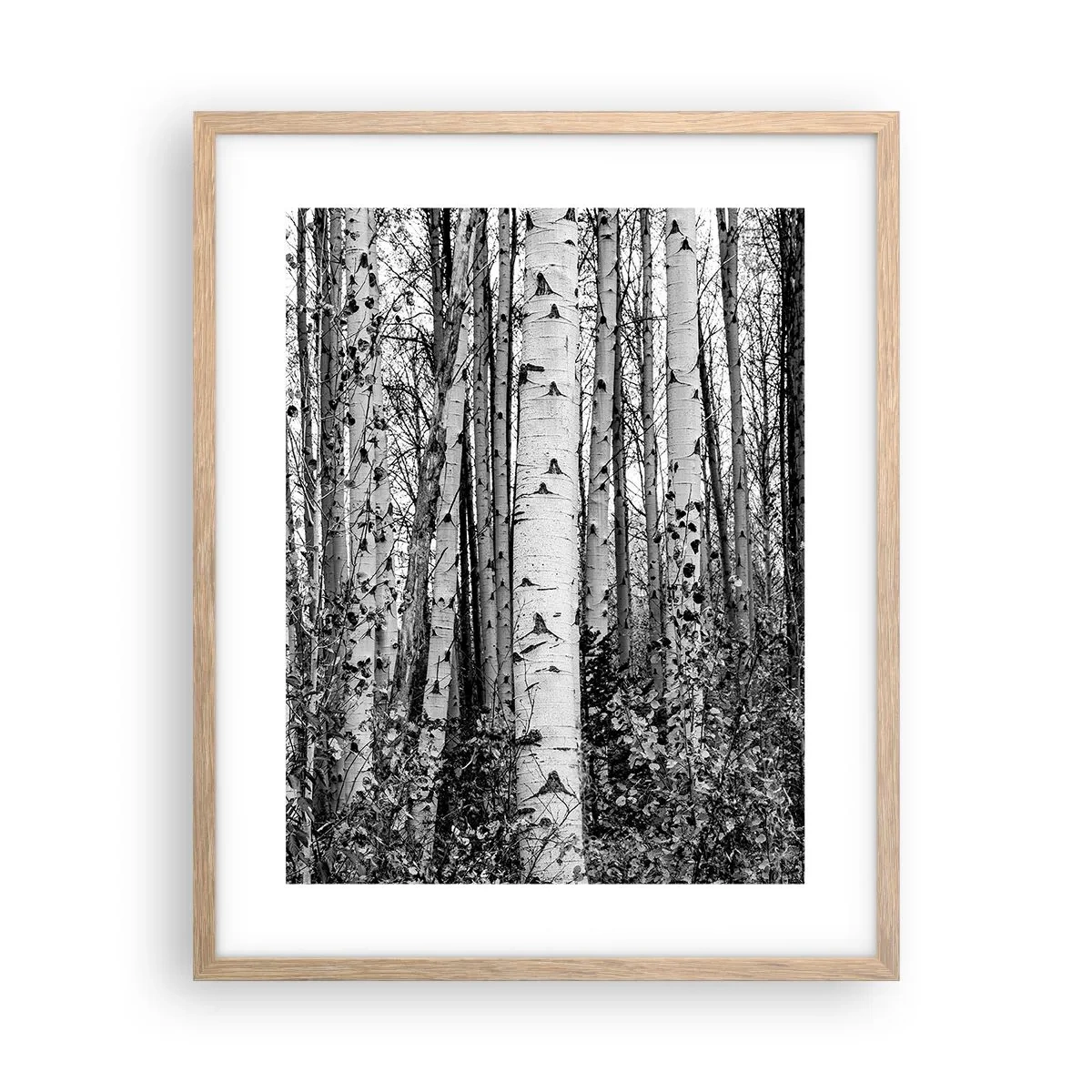 Poster in einem Rahmen aus heller Eiche - Birkenkolonnade - 40x50 cm