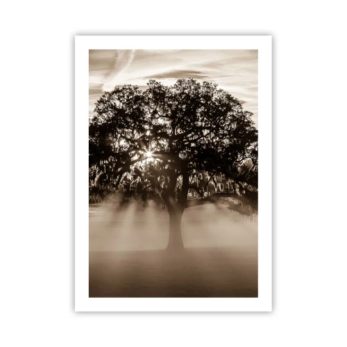 Poster - Baum im Nebel mit Lichtstrahlen - 50x70cm - Baum der guten Nachrichten - Moderne Wanddekoration für Wohnzimmer und Schlafzimmer ARTTOR