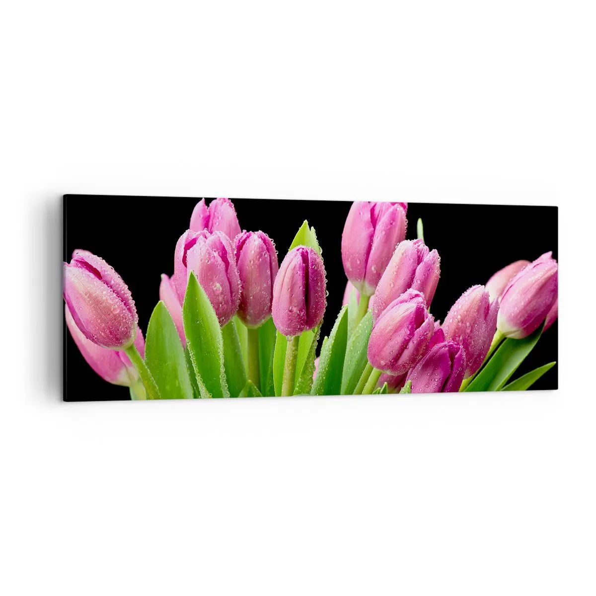Bild auf Leinwand - Leinwandbild - Rosa Tulpen mit Tautropfen auf schwarzem Hintergrund - 140x50cm - Lila Frühlingsfreude - Moderne Wanddekoration für Wohnzimmer und Schlafzimmer ARTTOR