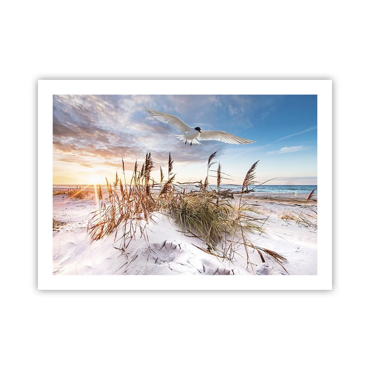 Poster - Wind vom Meer - 70x50 cm