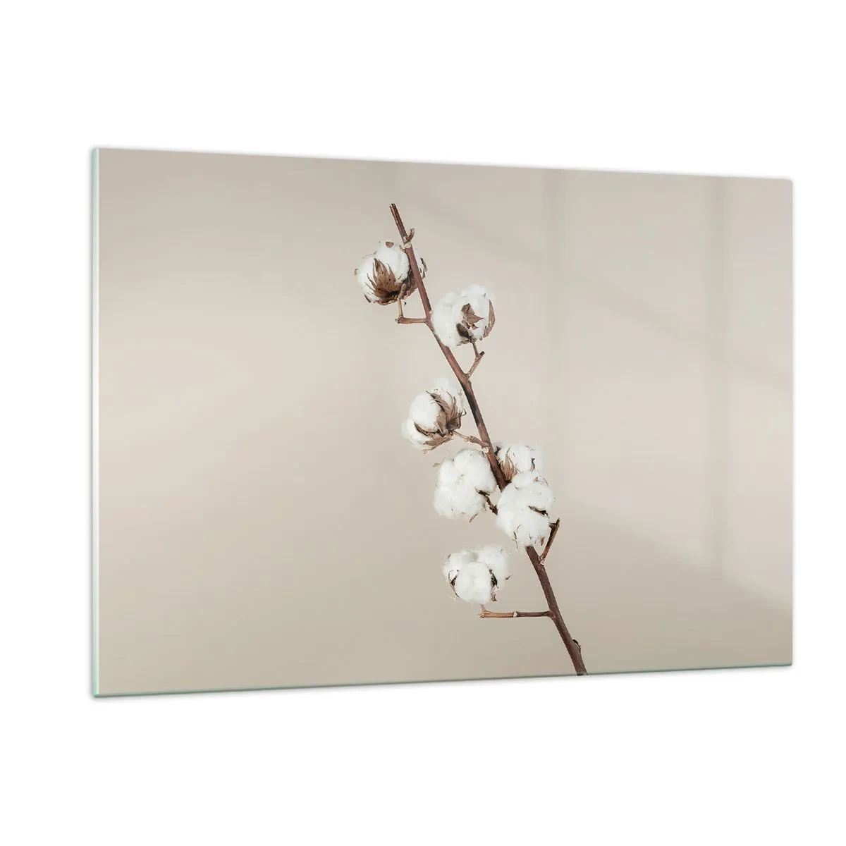 Glasbild - Bild auf glas - Ein Baumwollzweig auf hellem, minimalistischem Hintergrund - 120x80cm - An der Quelle der Weichheit - Moderne Wanddekoration für Wohnzimmer und Schlafzimmer ARTTOR