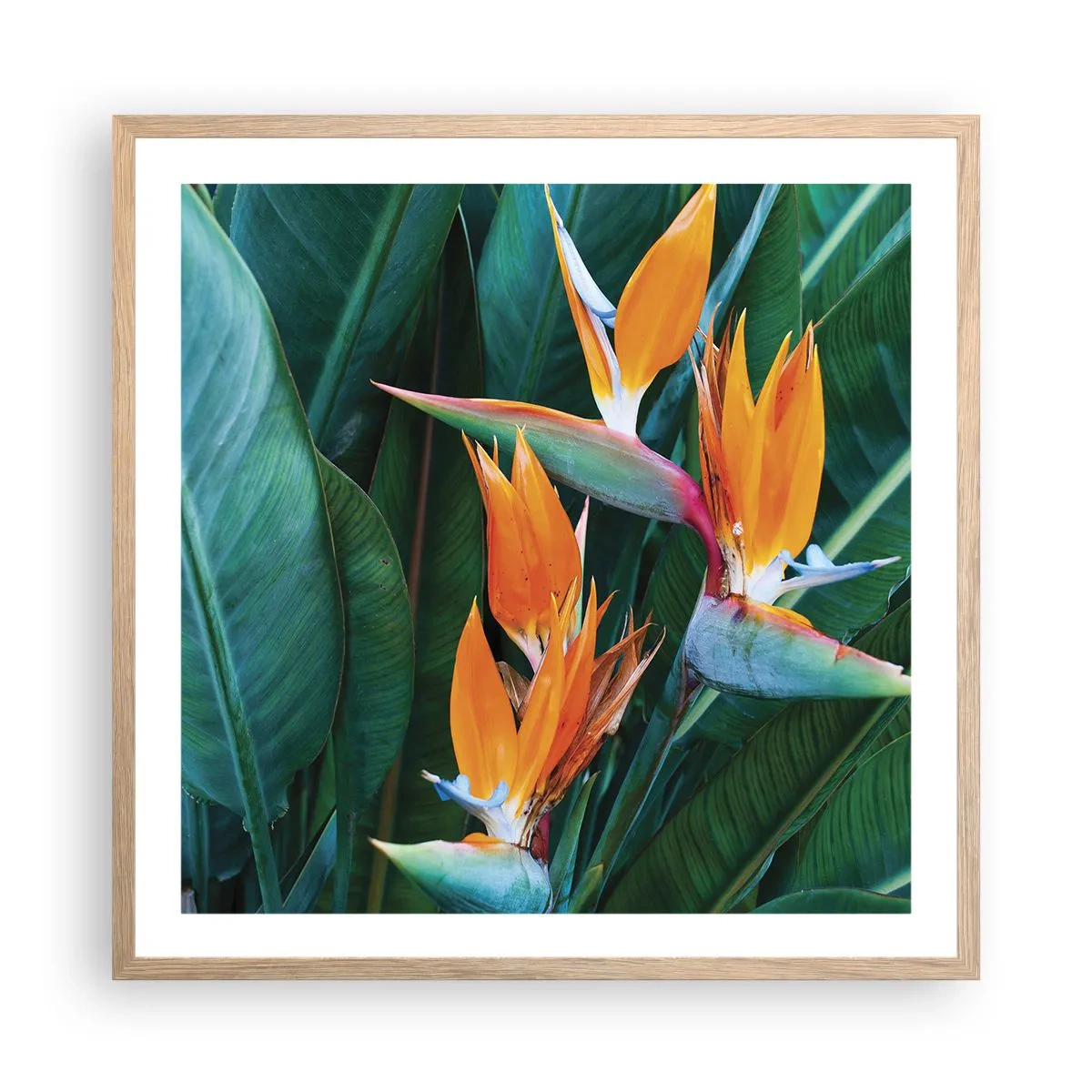 Poster in einem Rahmen aus heller Eiche - Ist es eine Blume oder ist es ein Vogel? - 60x60 cm