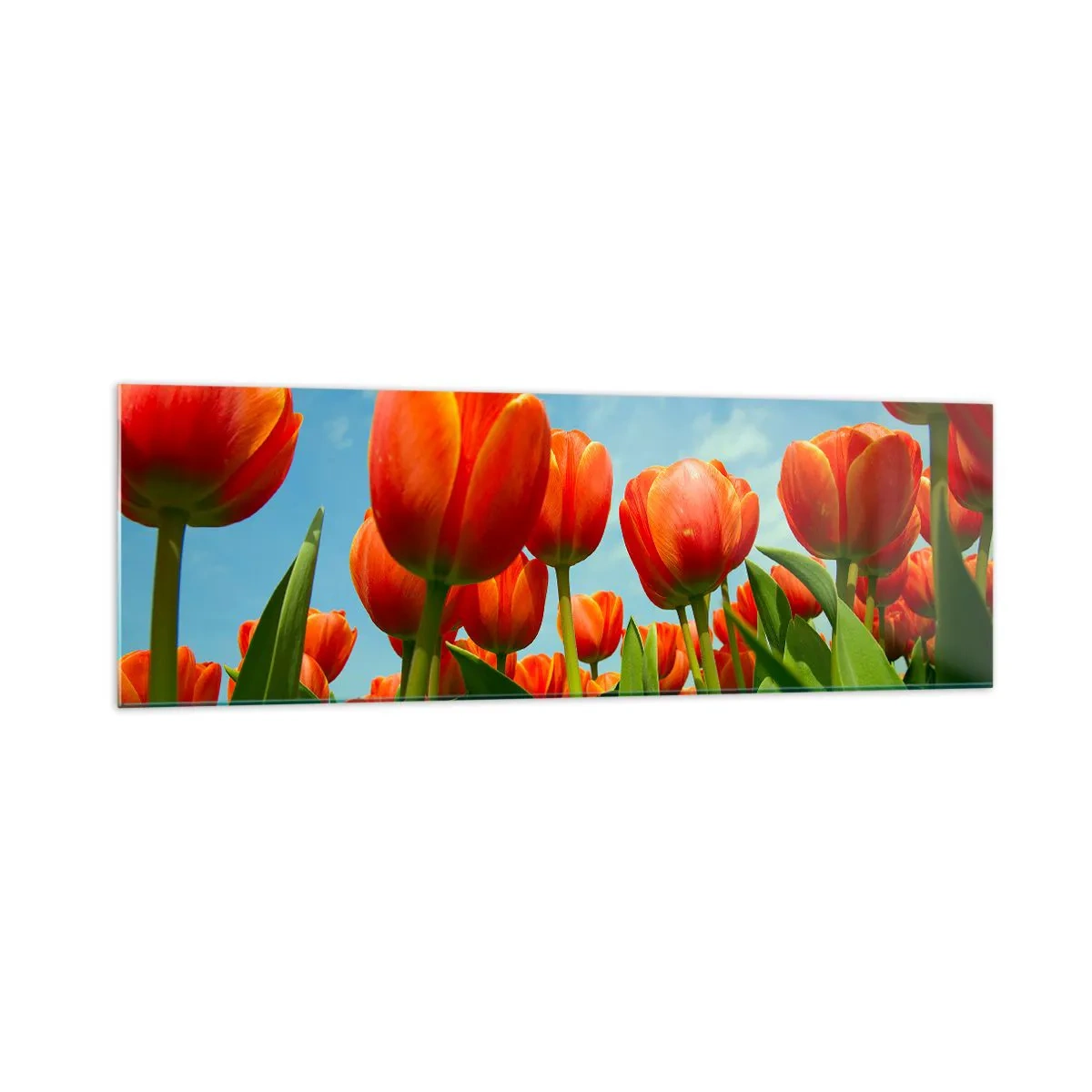 Glasbild - Bild auf glas - Ein Feld mit roten und orangefarbenen Tulpen vor blauem Himmel - 160x50cm - Außer dem blauen Himmel brauchen sie nichts in ihrem Leben - Moderne Wanddekoration für Wohnzimmer und Schlafzimmer ARTTOR