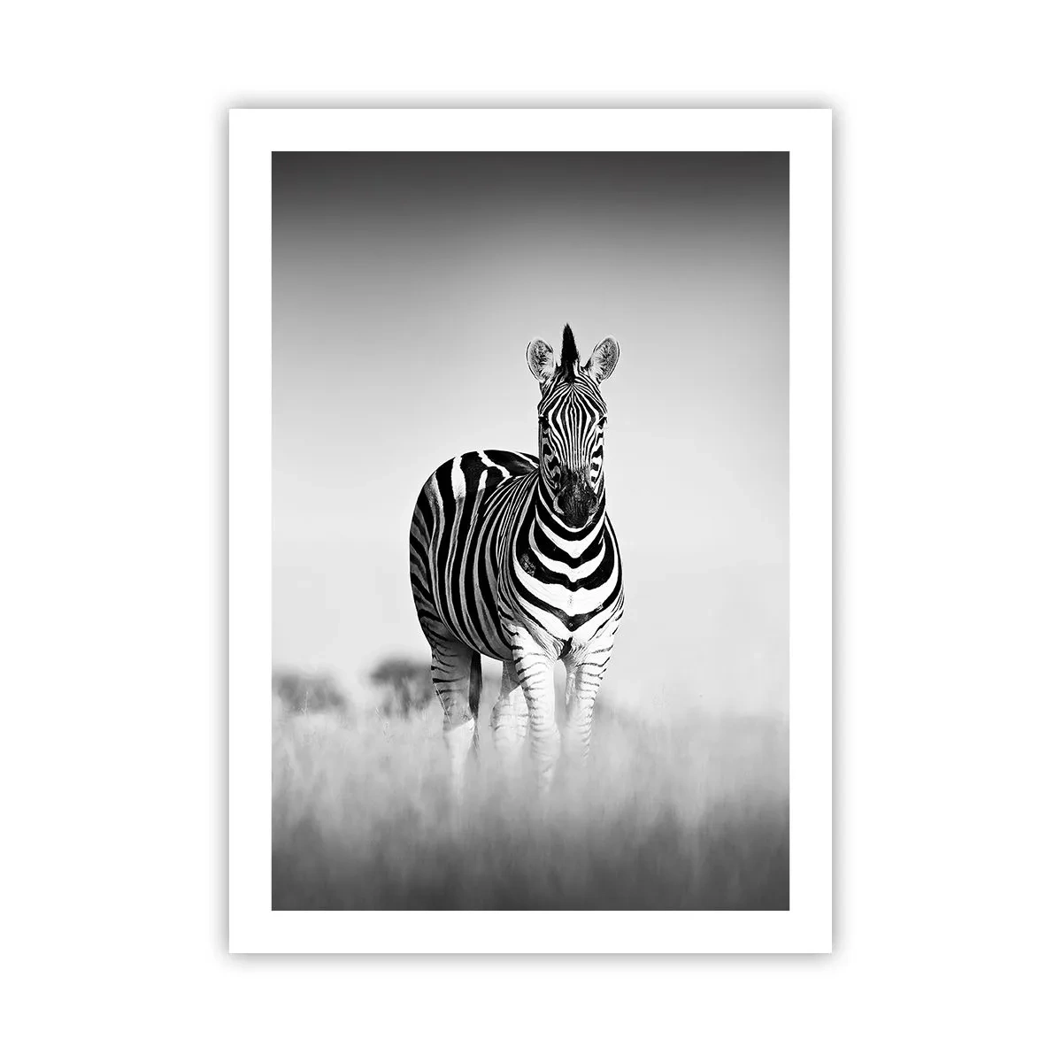 Poster - Ein Zebra in einer Schwarz-Weiß-Komposition in der Savanne - 50x70cm - Die Welt ist doch schwarz-weiß - Moderne Wanddekoration für Wohnzimmer und Schlafzimmer ARTTOR