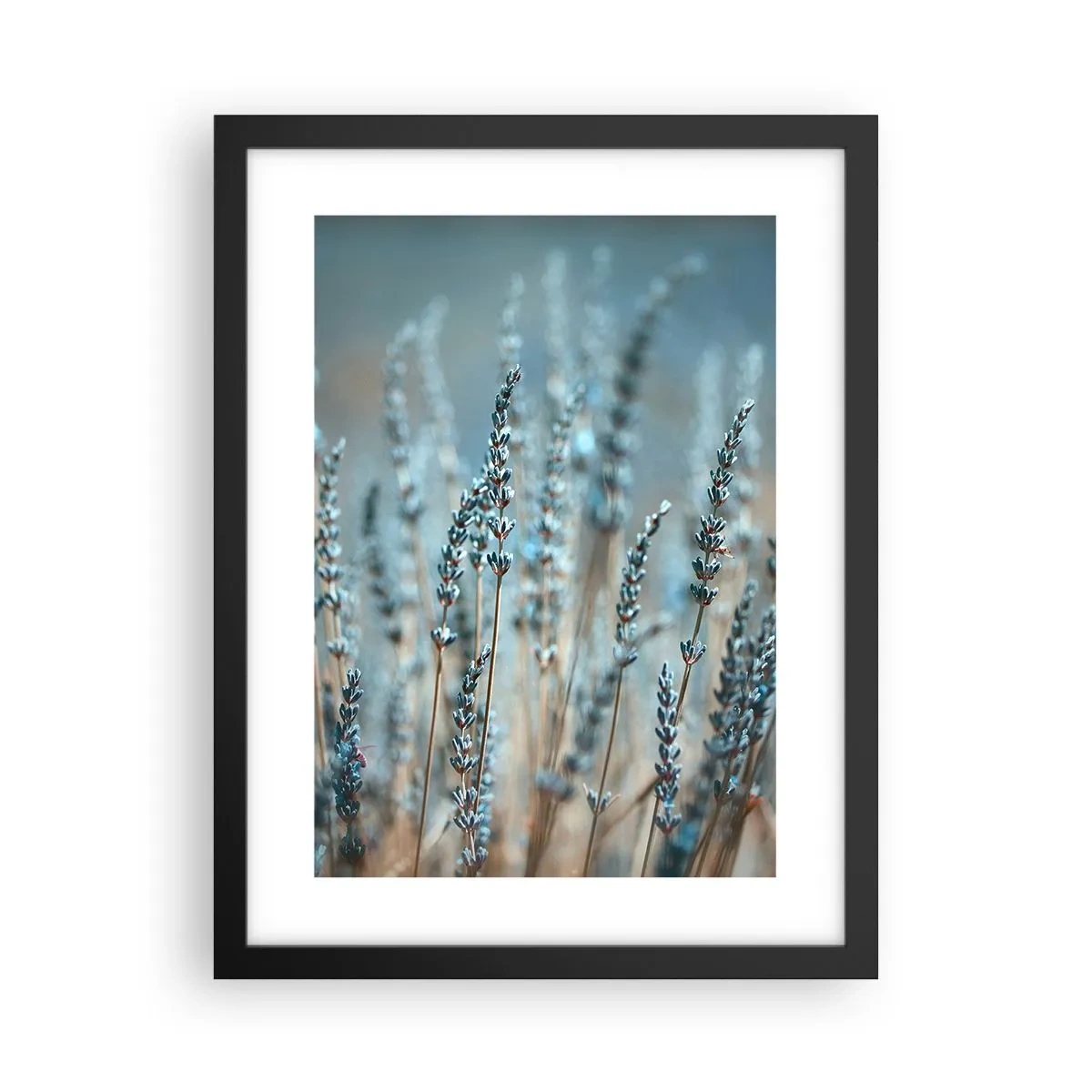 Poster in einem schwarzem Rahmen - Duftendes Kornfeld - 30x40 cm