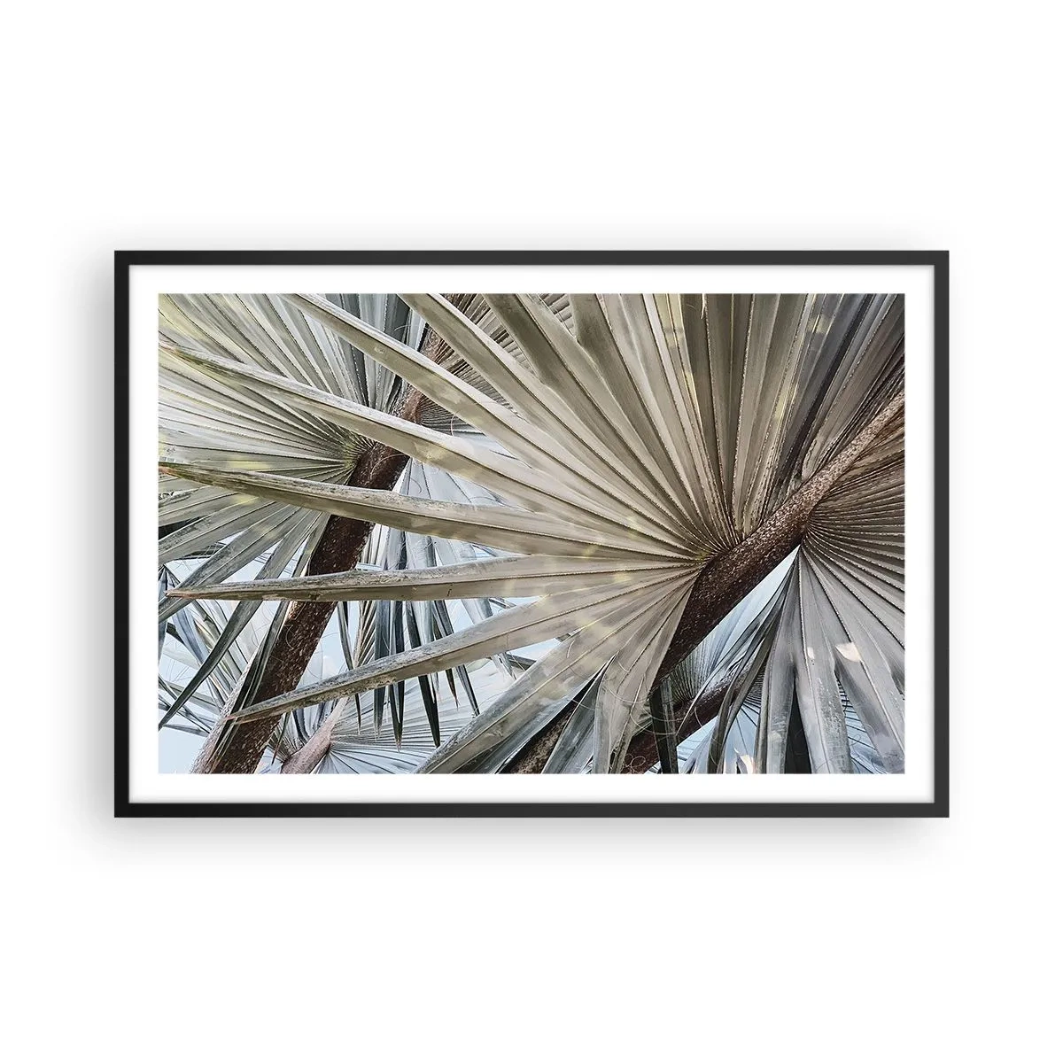 Poster in einem schwarzem Rahmen - Fans in den Tropen - 91x61 cm