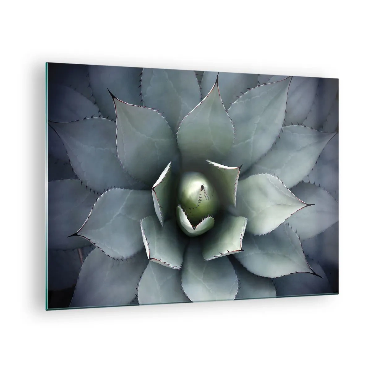 Glasbild - Bild auf glas - Eine Nahaufnahme der symmetrischen, stahlfarbenen Agavenblätter. - 70x50cm - Es lockt an und warnt - Moderne Wanddekoration für Wohnzimmer und Schlafzimmer ARTTOR