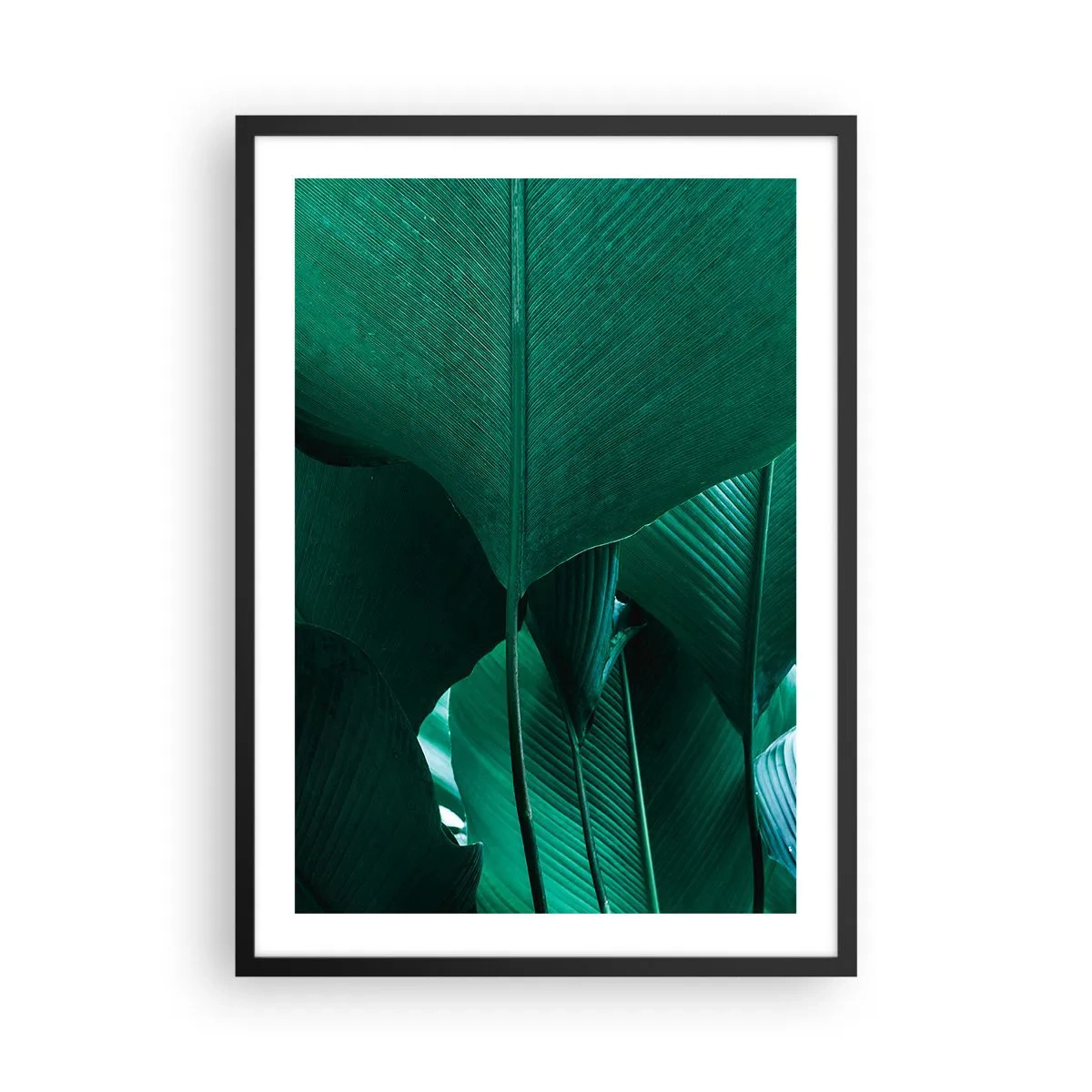 Poster in einem schwarzem Rahmen - Nahaufnahme großer grüner Blätter, die Struktur und Textur zeigen. - 50x70cm - Dem Licht zugewandt - Moderne Wanddekoration für Wohnzimmer und Schlafzimmer ARTTOR