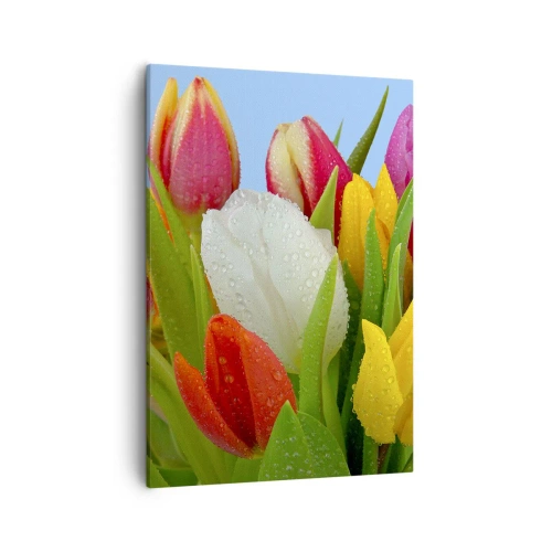 Bild auf Leinwand - Leinwandbild - Bunte Tulpen mit Tautropfen auf blauem Hintergrund bedeckt - 50x70cm - Ein blumiger Regenbogen in Tautropfen - Moderne Wanddekoration für Wohnzimmer und Schlafzimmer ARTTOR