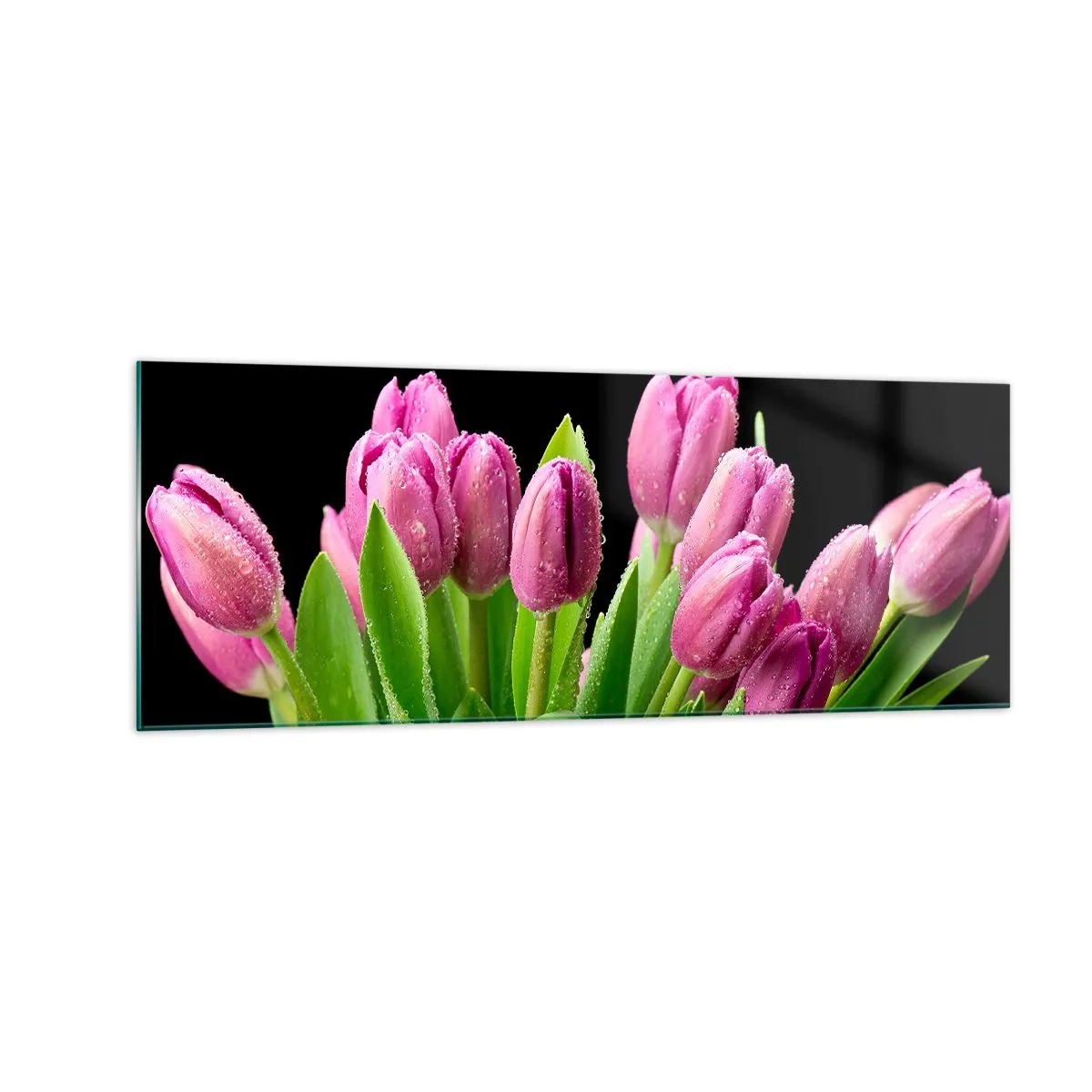 Glasbild - Bild auf glas - Rosa Tulpen mit Tautropfen auf schwarzem Hintergrund - 140x50cm - Lila Frühlingsfreude - Moderne Wanddekoration für Wohnzimmer und Schlafzimmer ARTTOR