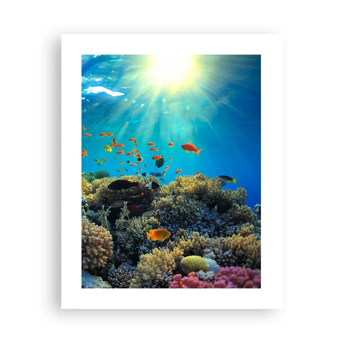 Poster - Unterwasserschätze - 40x50 cm