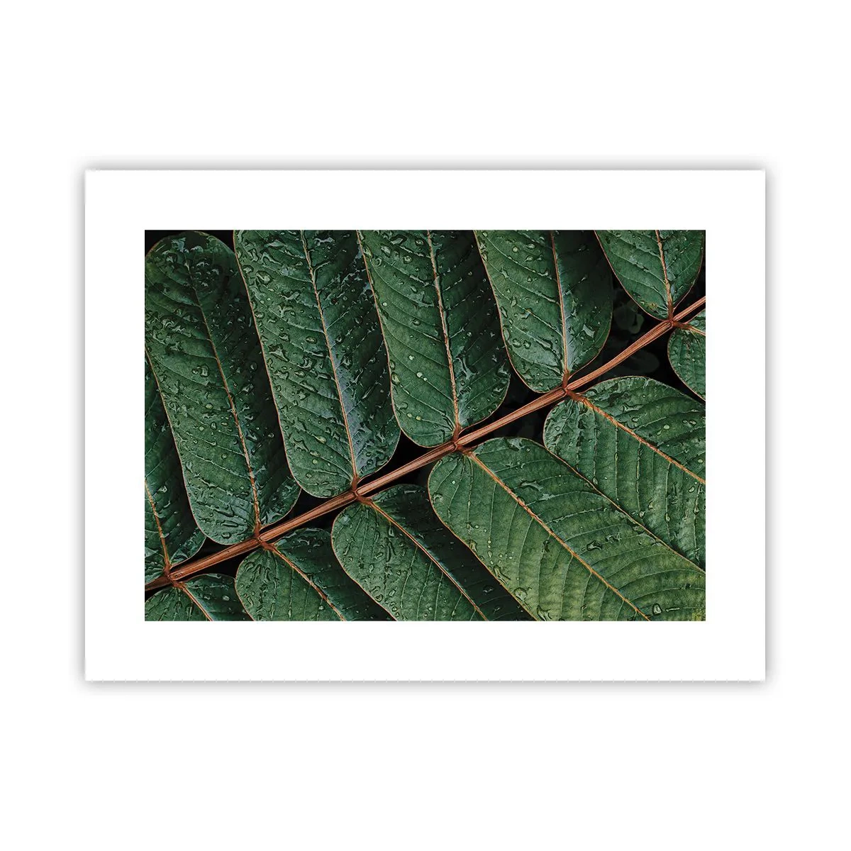 Poster - Im grünen Rhythmus - 40x30 cm