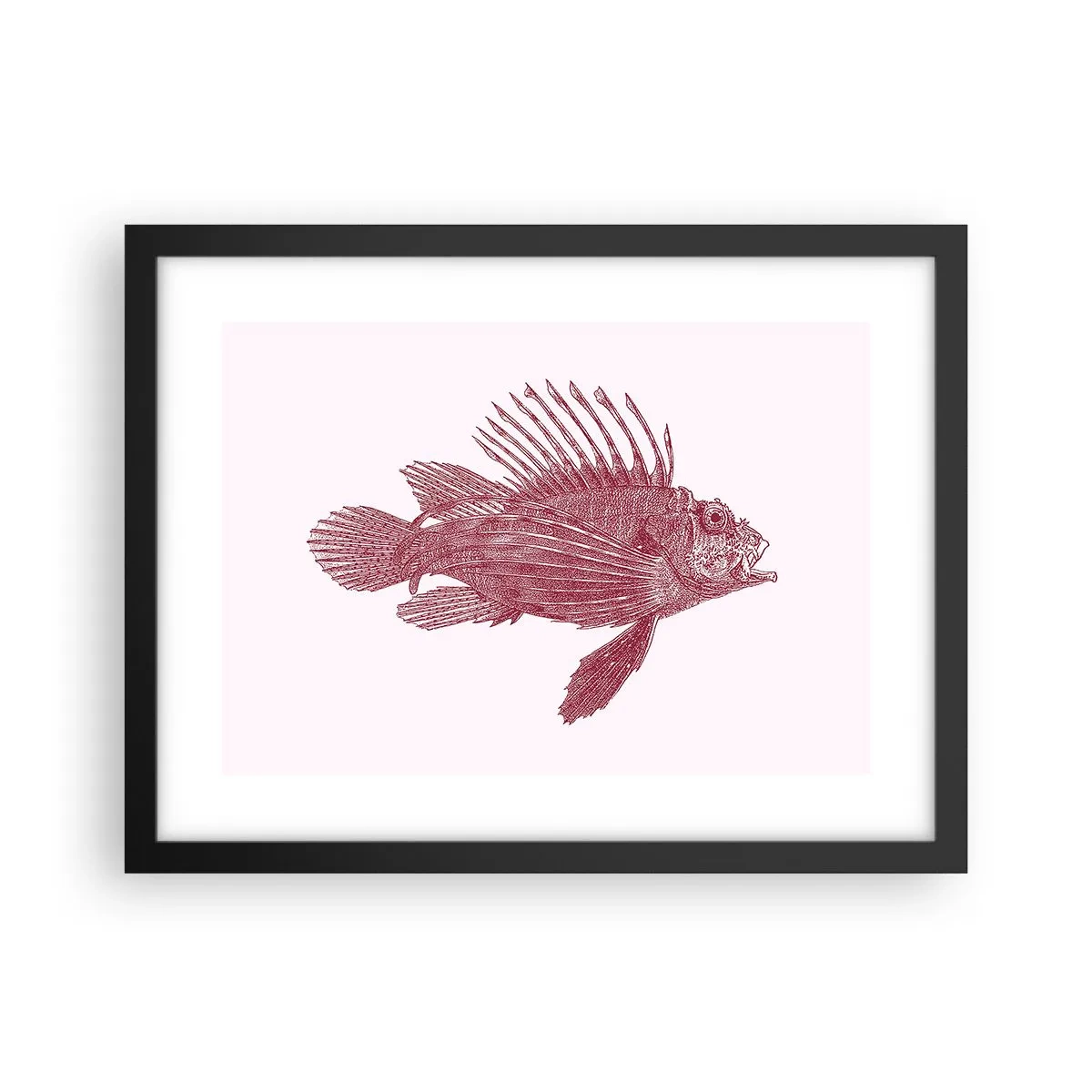 Poster in einem schwarzem Rahmen - Bewohner exotischer Gewässer - 40x30 cm