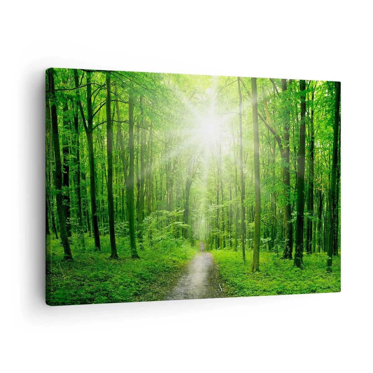 Bild auf Leinwand - Leinwandbild - Pfad im Wald mit Sonnenstrahlen - 70x50cm - Die grüne Kathedrale - Moderne Wanddekoration für Wohnzimmer und Schlafzimmer ARTTOR