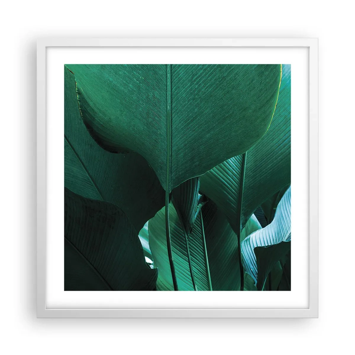 Poster in einem weißen Rahmen - Dem Licht zugewandt - 50x50 cm