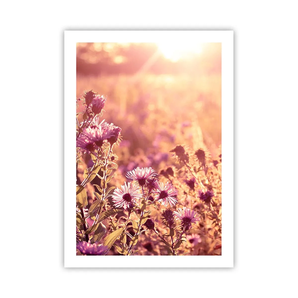 Poster - Ein Feld mit lila Blumen im Licht der untergehenden Sonne - 50x70cm - Bevor der Sommer vorbei ist - Moderne Wanddekoration für Wohnzimmer und Schlafzimmer ARTTOR