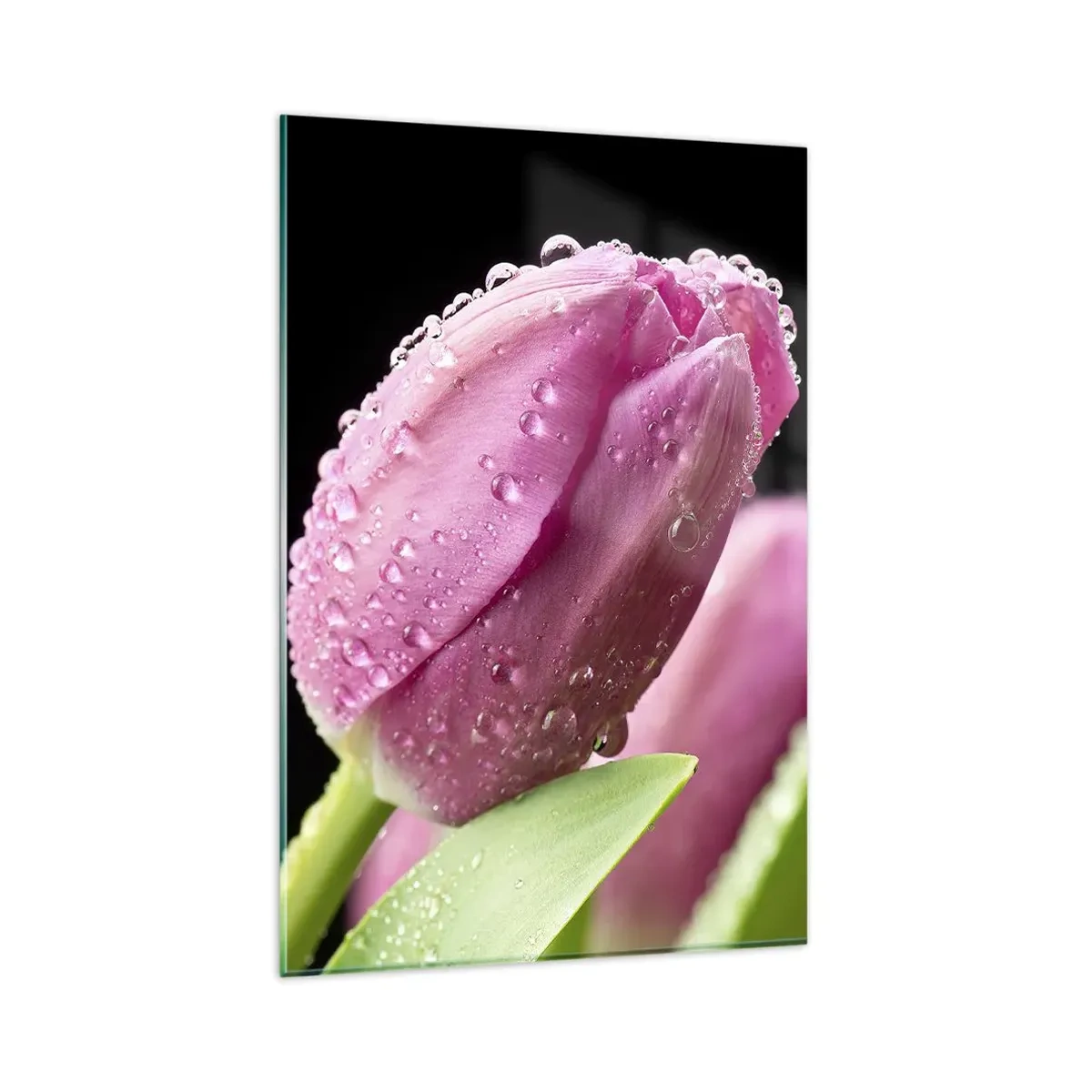 Glasbild - Bild auf glas - Rosa Tulpe mit Wassertropfen auf schwarzem Hintergrund - 80x120cm - Lila Traum im Tau - Moderne Wanddekoration für Wohnzimmer und Schlafzimmer ARTTOR