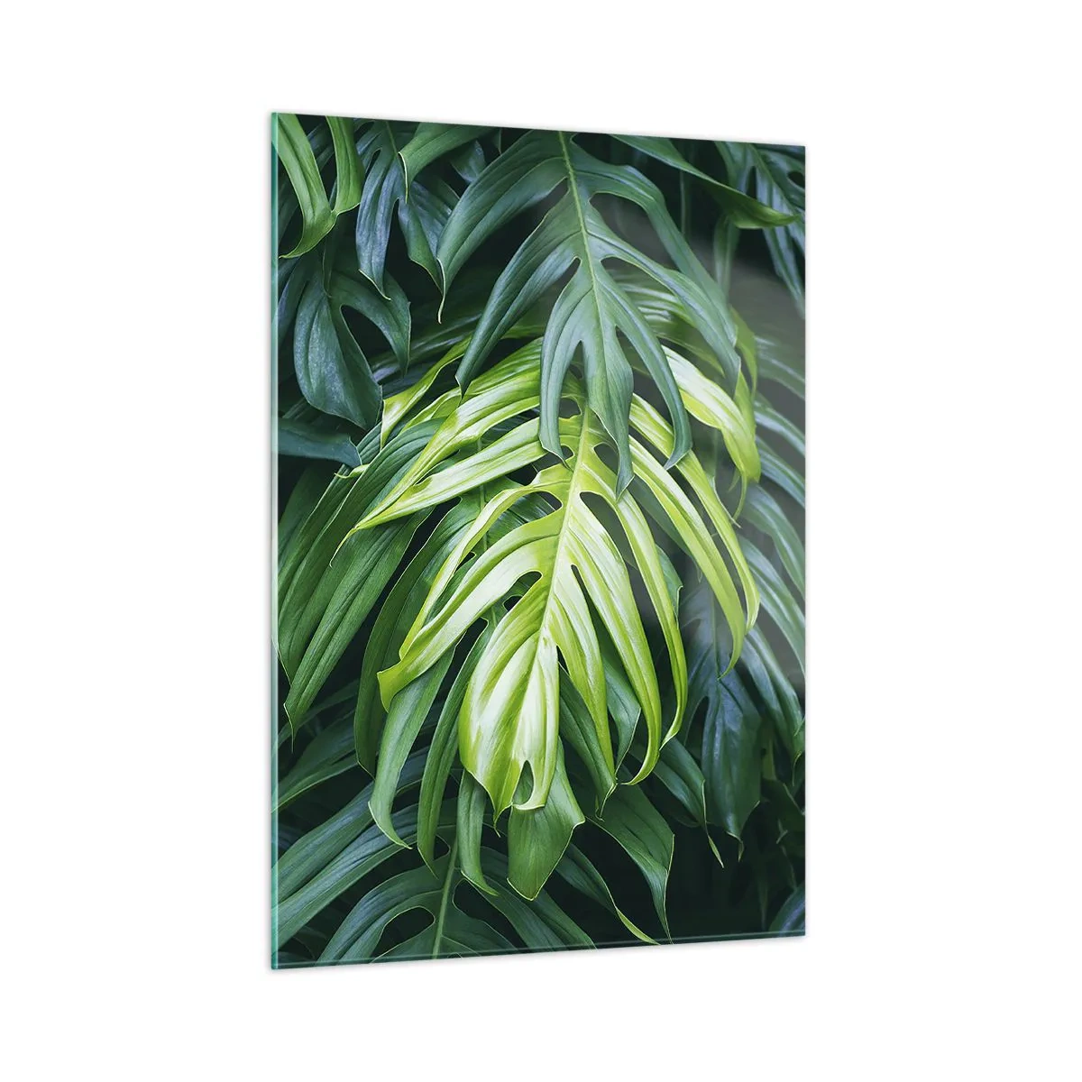 Glasbild - Bild auf glas - Üppig grüne Monstera-Blätter im natürlichen Licht - 50x70cm - Tauchen Sie ein in die Frische - Moderne Wanddekoration für Wohnzimmer und Schlafzimmer ARTTOR