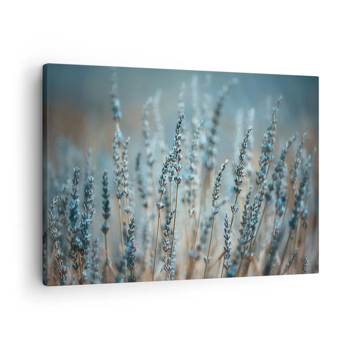 Bild auf Leinwand - Leinwandbild - Lavendel im Feld in dezenten Pastelltönen - 70x50cm - Duftendes Kornfeld - Moderne Wanddekoration für Wohnzimmer und Schlafzimmer ARTTOR
