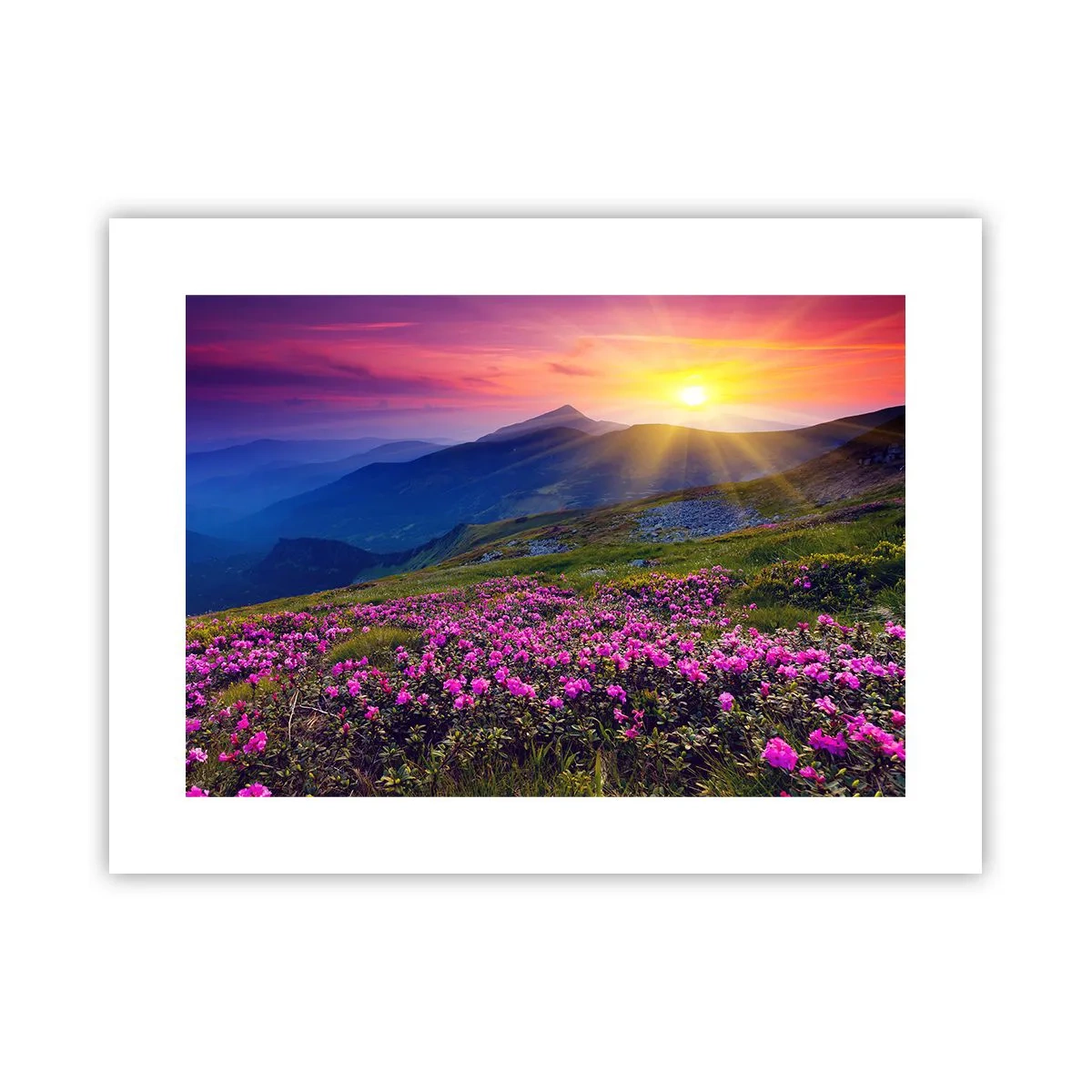 Poster - … Und drumherum duftet es nach Latschenkiefer und dem Duft von Kräutern - 40x30 cm