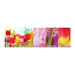 Fototapeten Muster Premium Canvas - Wir sind es, die Farben des Mais! - Blumen, Tulpen, Garten - 100x30 cm