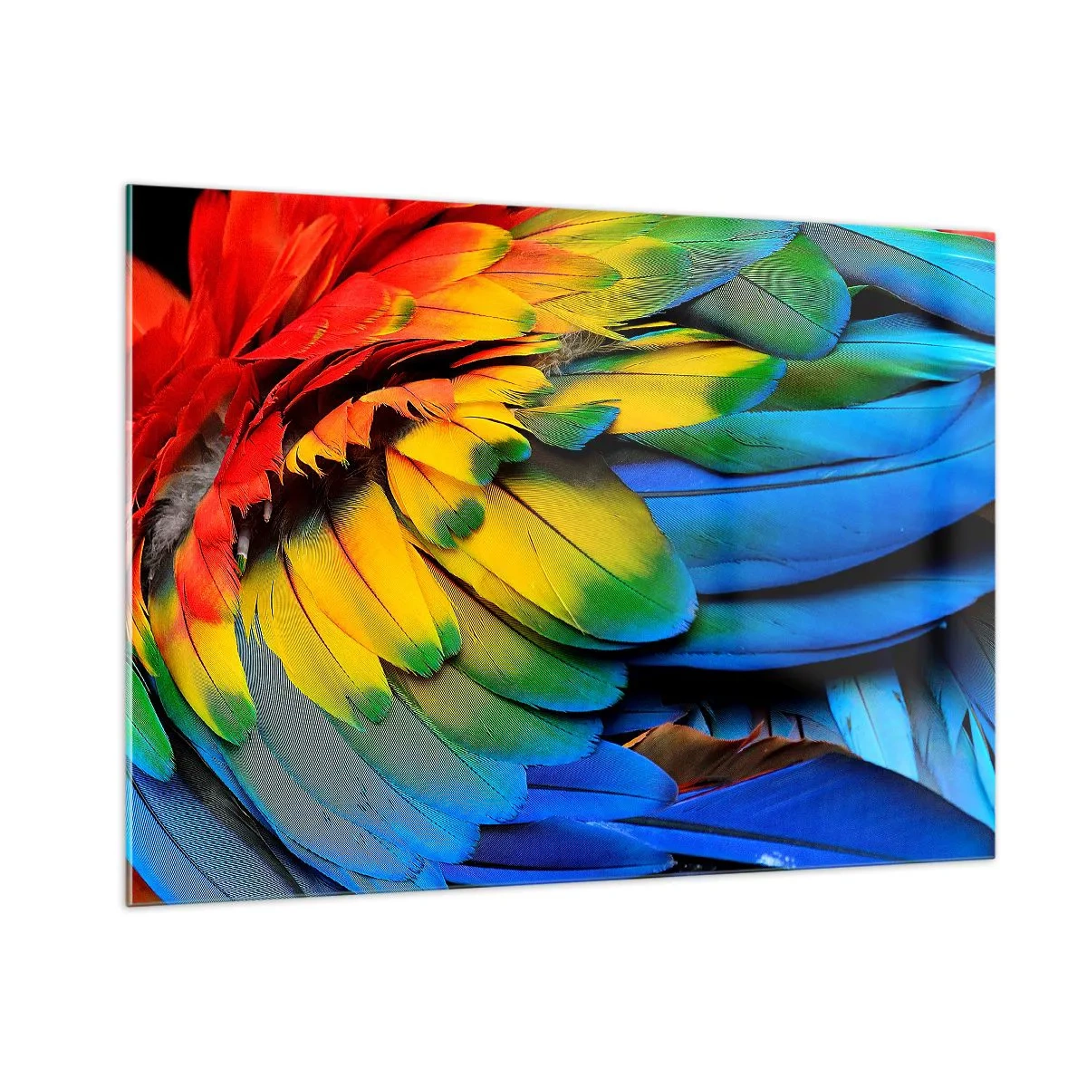 Glasbild - Bild auf glas - Bunte Papageienfedern in intensiven Regenbogenfarben - 100x70cm - Paradiesvogel - Moderne Wanddekoration für Wohnzimmer und Schlafzimmer ARTTOR