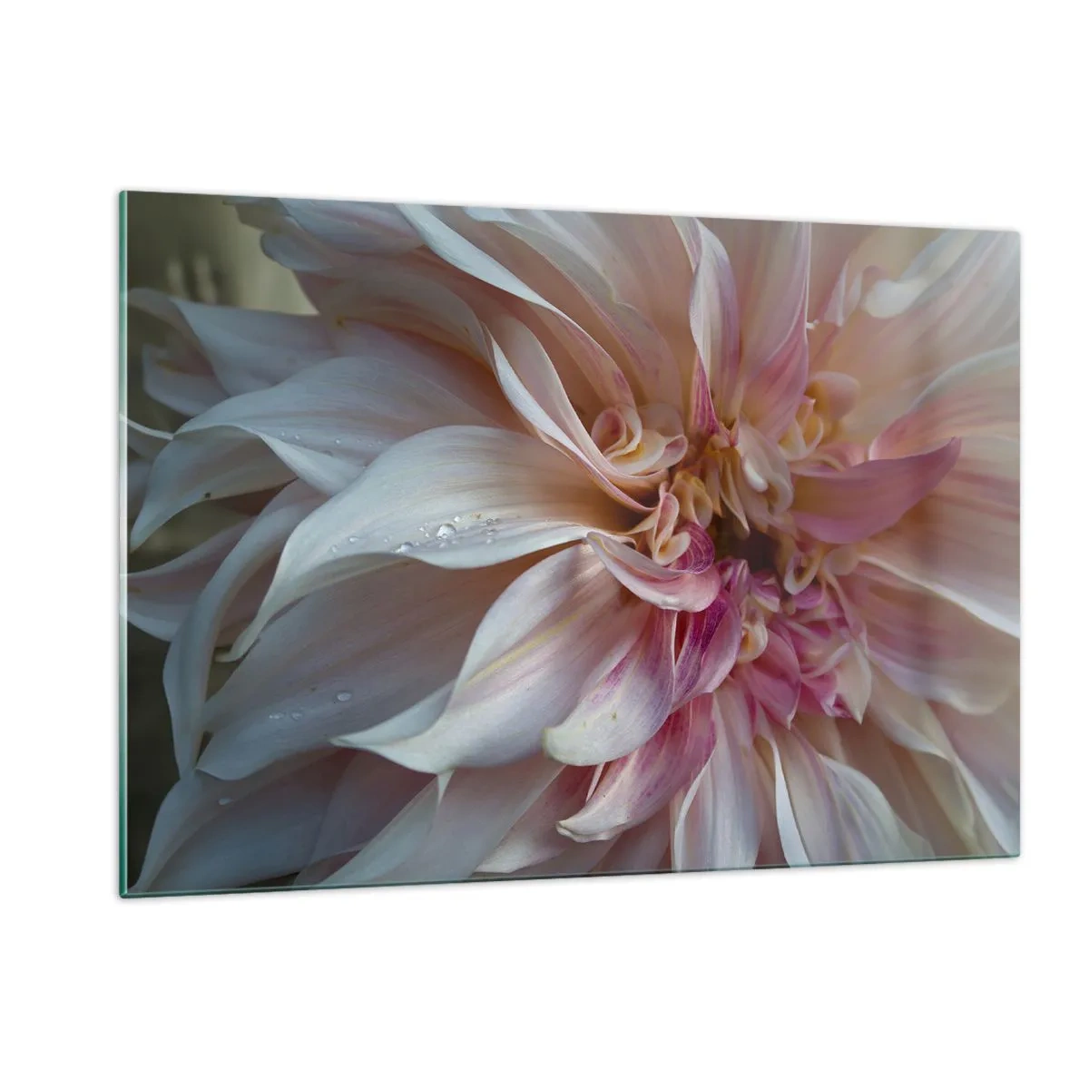 Glasbild - Bild auf glas - Nahaufnahme einer rosa und cremefarbenen Blume mit Wassertropfen - 120x80cm - Blühende Frische - Moderne Wanddekoration für Wohnzimmer und Schlafzimmer ARTTOR
